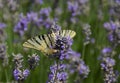 Close up of yellow and black butterfly on a lavender field Royalty Free Stock Photo