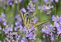 Close up of yellow and black butterfly on a lavender field Royalty Free Stock Photo