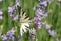 Close up of yellow and black butterfly on a lavender field Royalty Free Stock Photo