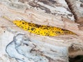 Close up of yellow and black dotted spotted leaf on wood texture Royalty Free Stock Photo