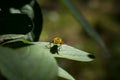 Close-up of a yellow and black hover fly sitting on a leaf with selective focus Royalty Free Stock Photo