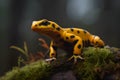 Close-up of a yellow with black spotted salamander crawling on the ground in the countryside