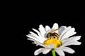 Close-up of a yellow and black striped wasp sitting on a daisy against a dark background Royalty Free Stock Photo