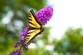 Close-up of yellow and black swallowtail butterfly perched on pink butterfly bush flowers Royalty Free Stock Photo