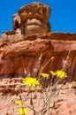 Close-up of yellow blooming desert flowers with Spiral Hill rocky mountain in Timna National Park in Aravah Valley in Israel