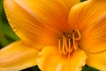 Close-up yellow blooming lilias. Beautiful flowers in garden Royalty Free Stock Photo