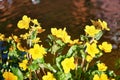 Close-up of yellow blooming marsh marigold in spring. With a blurred water background Royalty Free Stock Photo