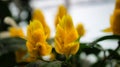 Close up of yellow blossom of beautiful flower. detailed single shot. Colorful