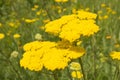 close-up: yellow blossom umbel of moonshine yarrow and bees collecting honey dew