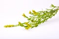 Close up of yellow blossoming twig of genista germanica genista blood-thirsty