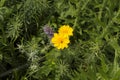 close-up: yellow blossoms of Coreopsis, blue eryngo, blue bugle Royalty Free Stock Photo
