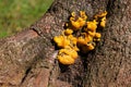 Close up of yellow bracket fungus Royalty Free Stock Photo