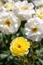 Close-up of Yellow Brick Road hybrid shrub rose in selective focus with green leaves in foreground and white roses in background Royalty Free Stock Photo