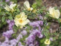 Close up yellow brier wild rose dog rose flower branch twig, b