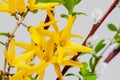 Close-up of yellow bright flowers of forsythia. Natural spring background Royalty Free Stock Photo