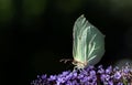 Close-up of a yellow brimstone butterfly perched on a purple blossom of lilac. The background is dark with a few reflections of