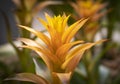 Close-up of yellow bromeliads flowers blooming with natural light in the tropical garden.