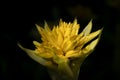 Close-up of yellow bromeliads flowers blooming with natural light in the tropical garden.