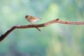 Yellow-browed Warbler