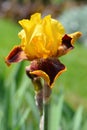 Bearded iris flower Royalty Free Stock Photo