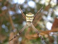 Orb weaver spider, Argiope Aemula Royalty Free Stock Photo