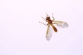 Dolichopodidae fly Royalty Free Stock Photo