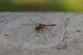 Close up dragonfly on the stone