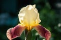 Close-up of yellow-brown iris flowers. One large iris flower. Large flowers of the bearded iris Iris germanica. Pink Royalty Free Stock Photo