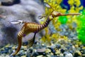 Sea dragon close up in an aquarium with a colorful background