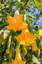 Close up of yellow Brugmansia or angel's trumpets Royalty Free Stock Photo