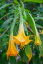 Brugmansia flowers Royalty Free Stock Photo