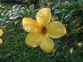 Close up of yellow buttercup Allamanda cathartica flower with insect Caelifera in a garden