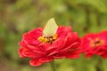 Close-up yellow butterfly on red flower, green background Royalty Free Stock Photo