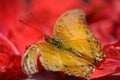 Golden Butterfly on a Red Flower