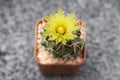 Close up yellow cactus flower Royalty Free Stock Photo
