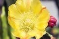 Yellow Cactus Flower Royalty Free Stock Photo