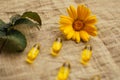 Close up yellow calendula flower at linen fabric with blurred fish oil capsules and raspberry leaf, soft focus Royalty Free Stock Photo