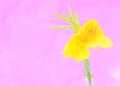 Close up of yellow canna lily flower blooming on pink backgrounds Royalty Free Stock Photo