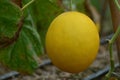 Yellow cantaloupe melon fruit on the vine Royalty Free Stock Photo
