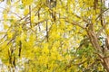 Yellow cassia fistula bloosom bunch bloom hanging on tree branch, National flower of Thailand  Golden shower, Indian laburnum, Royalty Free Stock Photo