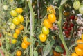 Close up yellow cherry tomatoes growing in garden Royalty Free Stock Photo