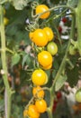 Close up yellow cherry tomatoes growing in garden Royalty Free Stock Photo