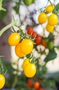 Close up yellow cherry tomatoes growing in greenhouse Royalty Free Stock Photo