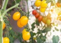 Close up yellow cherry tomatoes growing in greenhouse Royalty Free Stock Photo