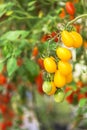 Close up yellow cherry tomatoes hang on trees growing Royalty Free Stock Photo