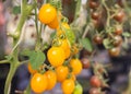 Close up yellow cherry tomatoes growing in greenhouse Royalty Free Stock Photo