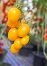 Close up yellow cherry tomatoes growing in greenhouse Royalty Free Stock Photo