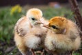 Close-up of yellow chickens on the grass, yellow little chickens, a group of yellow chickens. Poultry farming Royalty Free Stock Photo