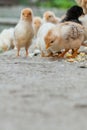 Close up yellow chicks on the floor , Beautiful yellow little chickens, Group of yellow chicks Royalty Free Stock Photo