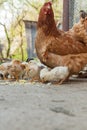 Close up yellow chicks on the floor , Beautiful yellow little chickens, Group of yellow chicks Royalty Free Stock Photo